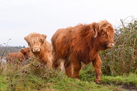 schotse hooglander (Bos taurus) 12-2017 8661